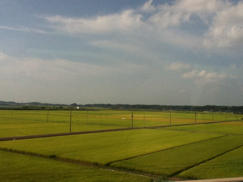 Passing Rice Fields